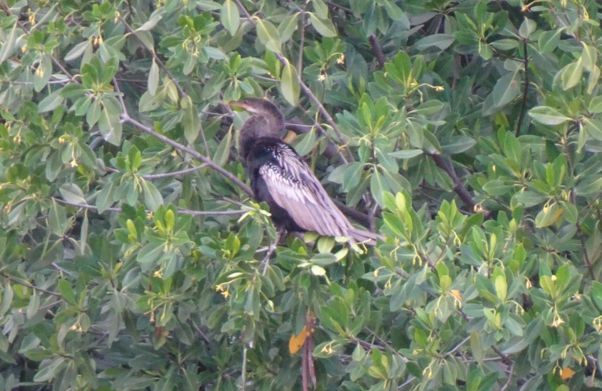 Anhinga Americana - ML398221121