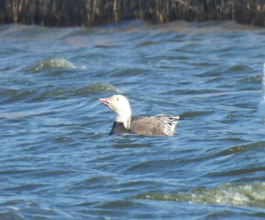 Snow Goose - ML398221321