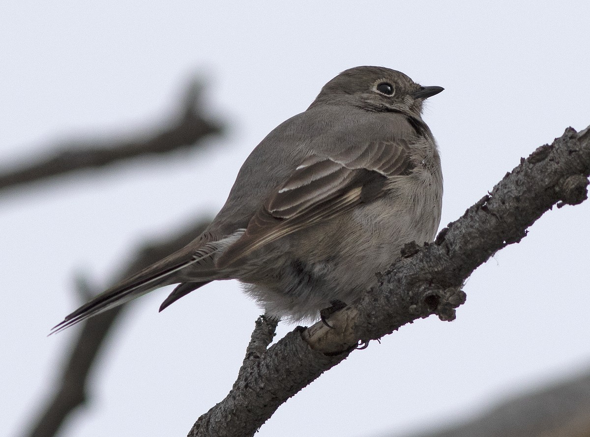 Townsend's Solitaire - ML398222351