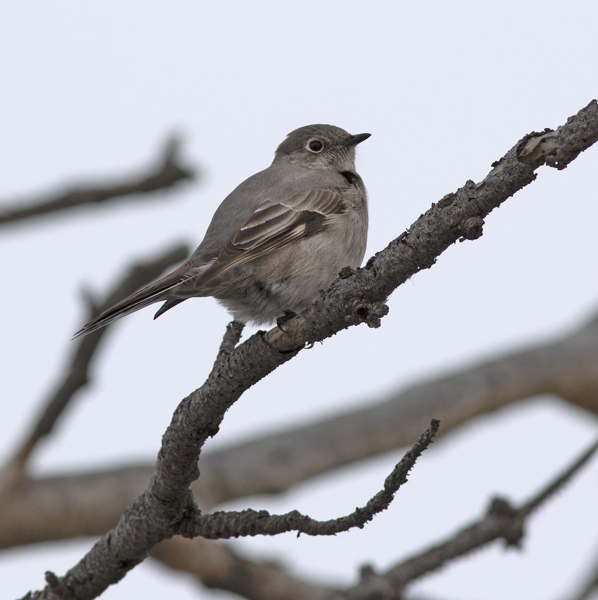 Townsend's Solitaire - ML398222481
