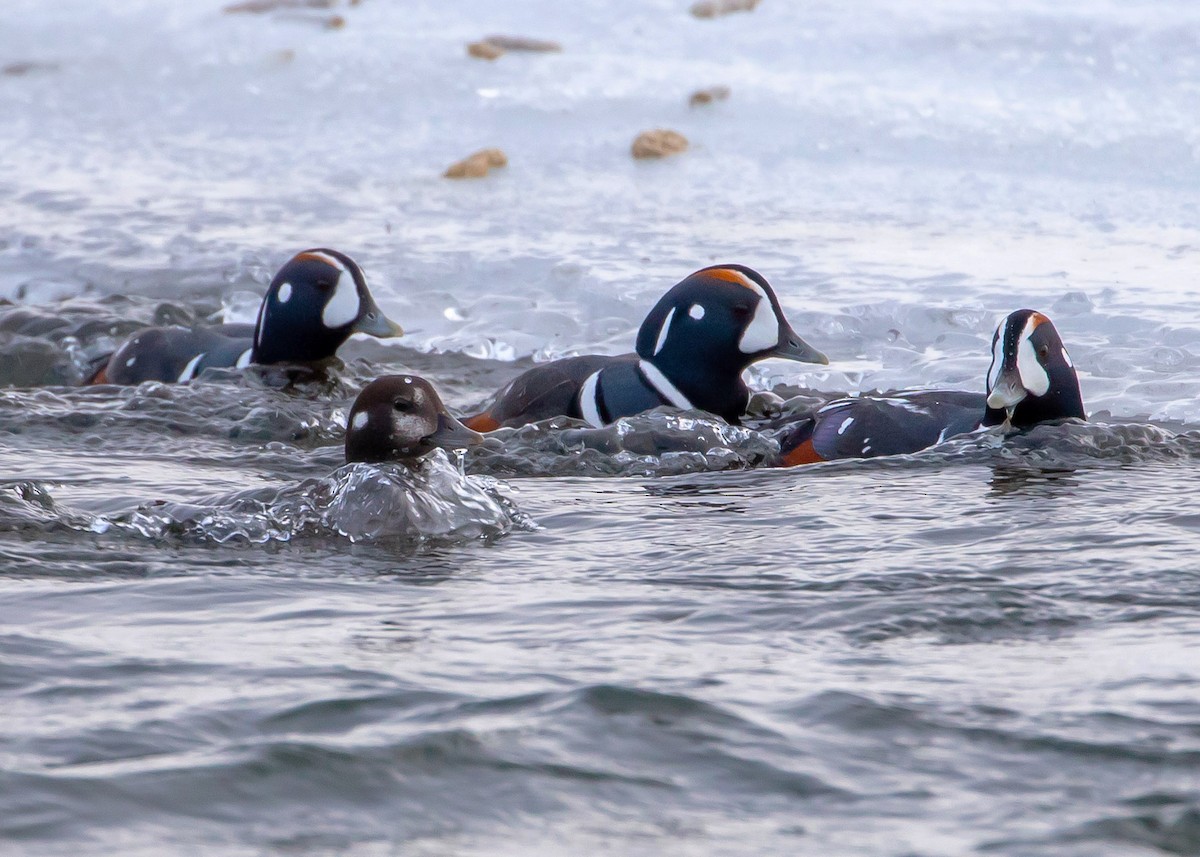 Harlequin Duck - Ken Pride