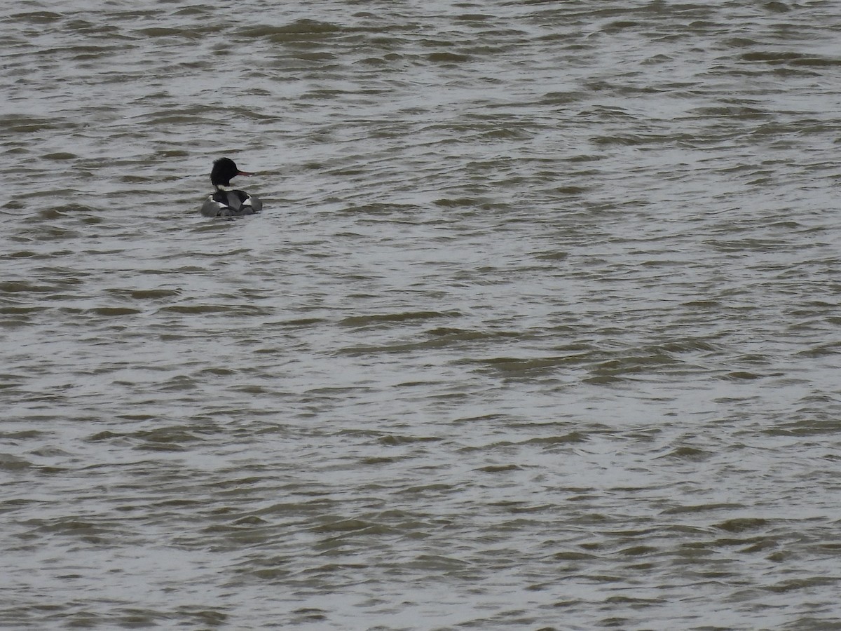 Red-breasted Merganser - ML398226071