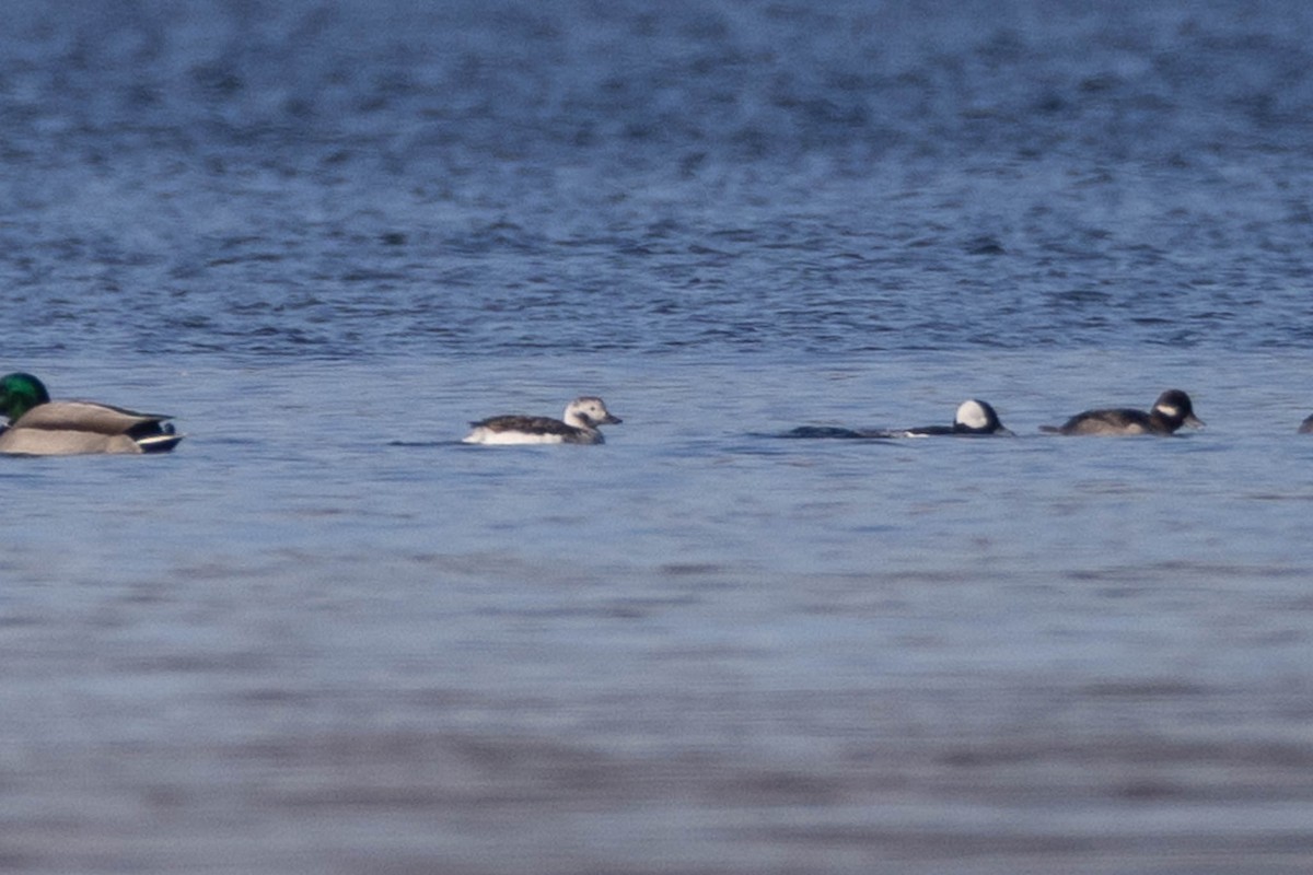 Long-tailed Duck - ML398226691