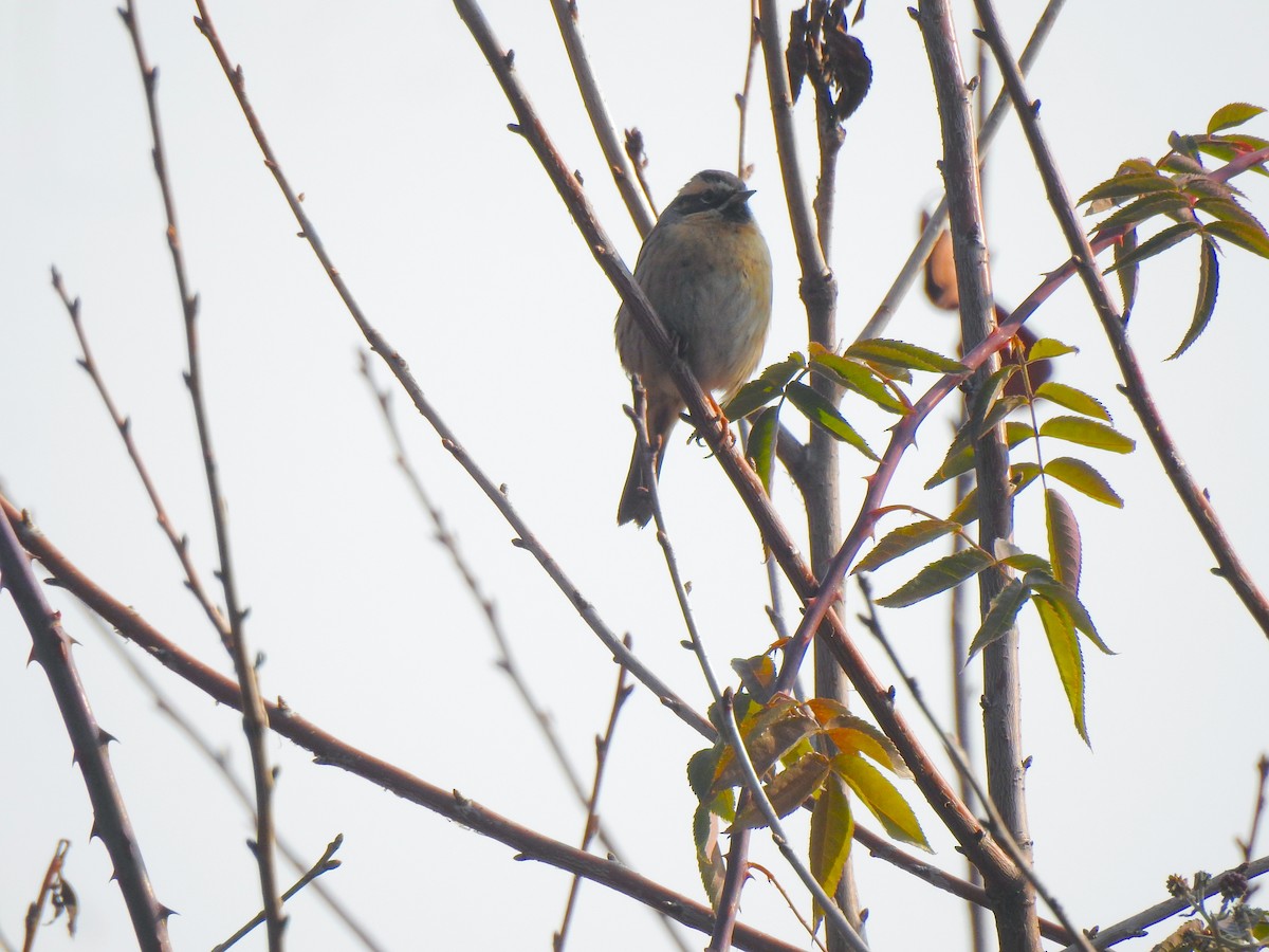 Black-throated Accentor - Francis D'Souza