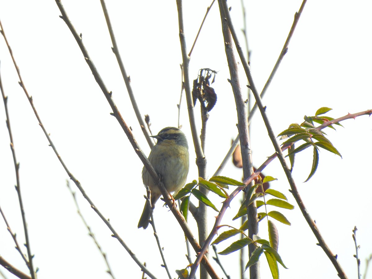 Black-throated Accentor - ML398227061