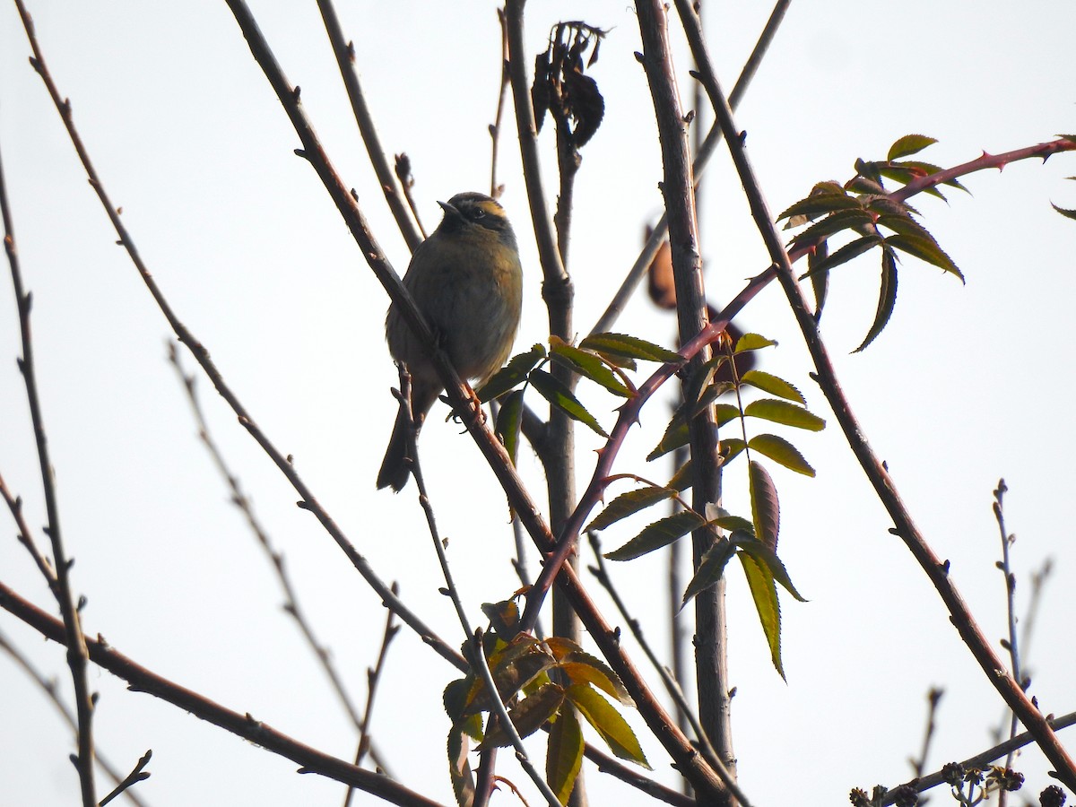 Black-throated Accentor - ML398227071