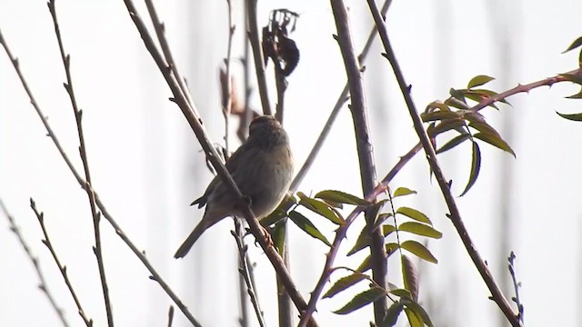 Black-throated Accentor - ML398227121