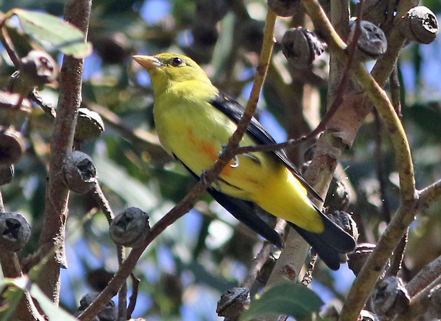 Scarlet Tanager - ML39822741