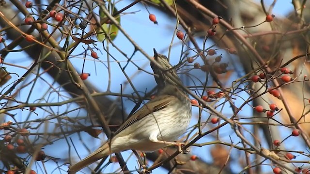 Дрізд чорноволий - ML398228351
