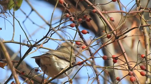 Дрізд чорноволий - ML398228481