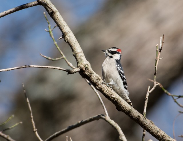 Downy Woodpecker - ML39822861