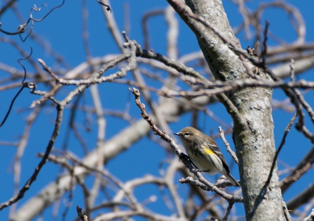 Yellow-rumped Warbler - ML39822961