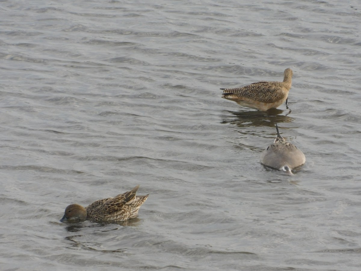 Marbled Godwit - ML398230201