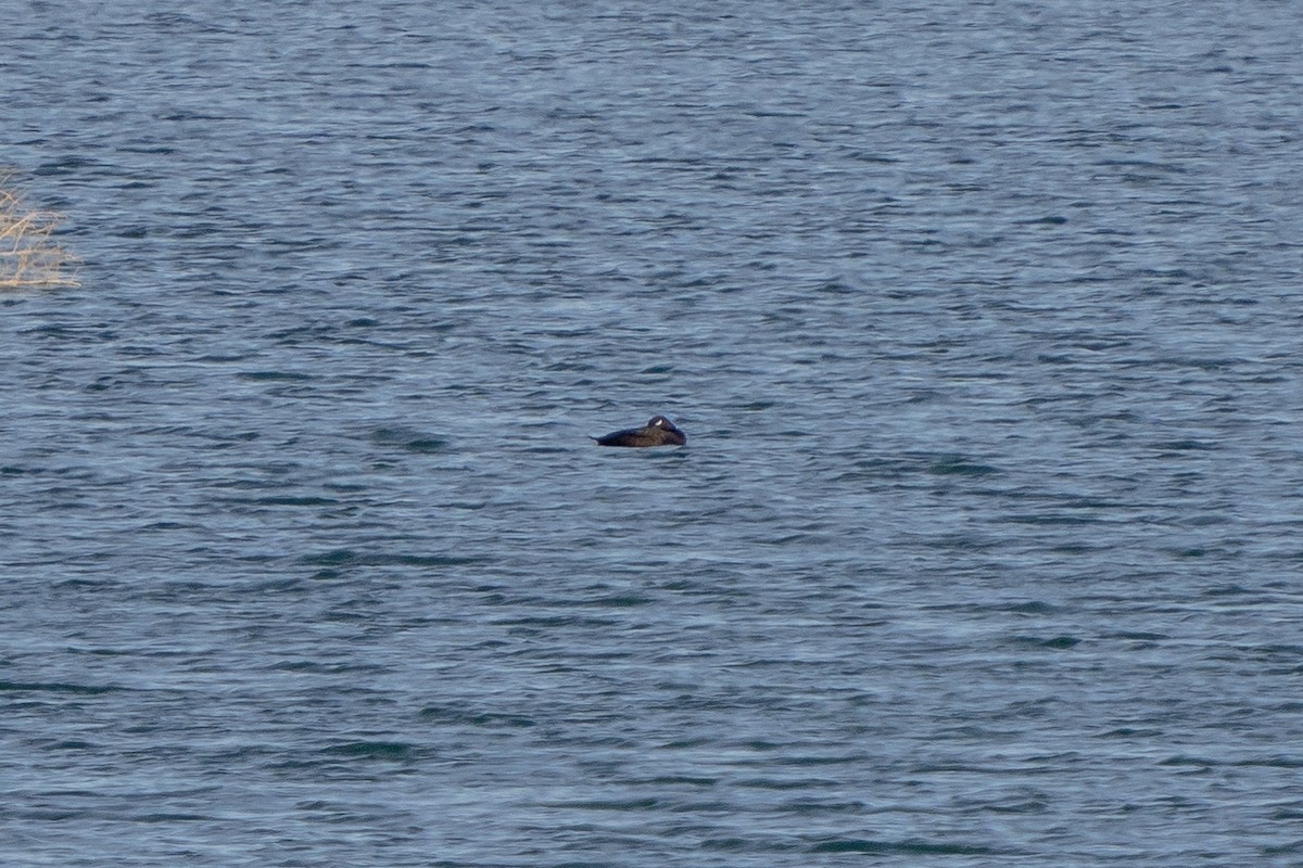 White-winged Scoter - ML398230311