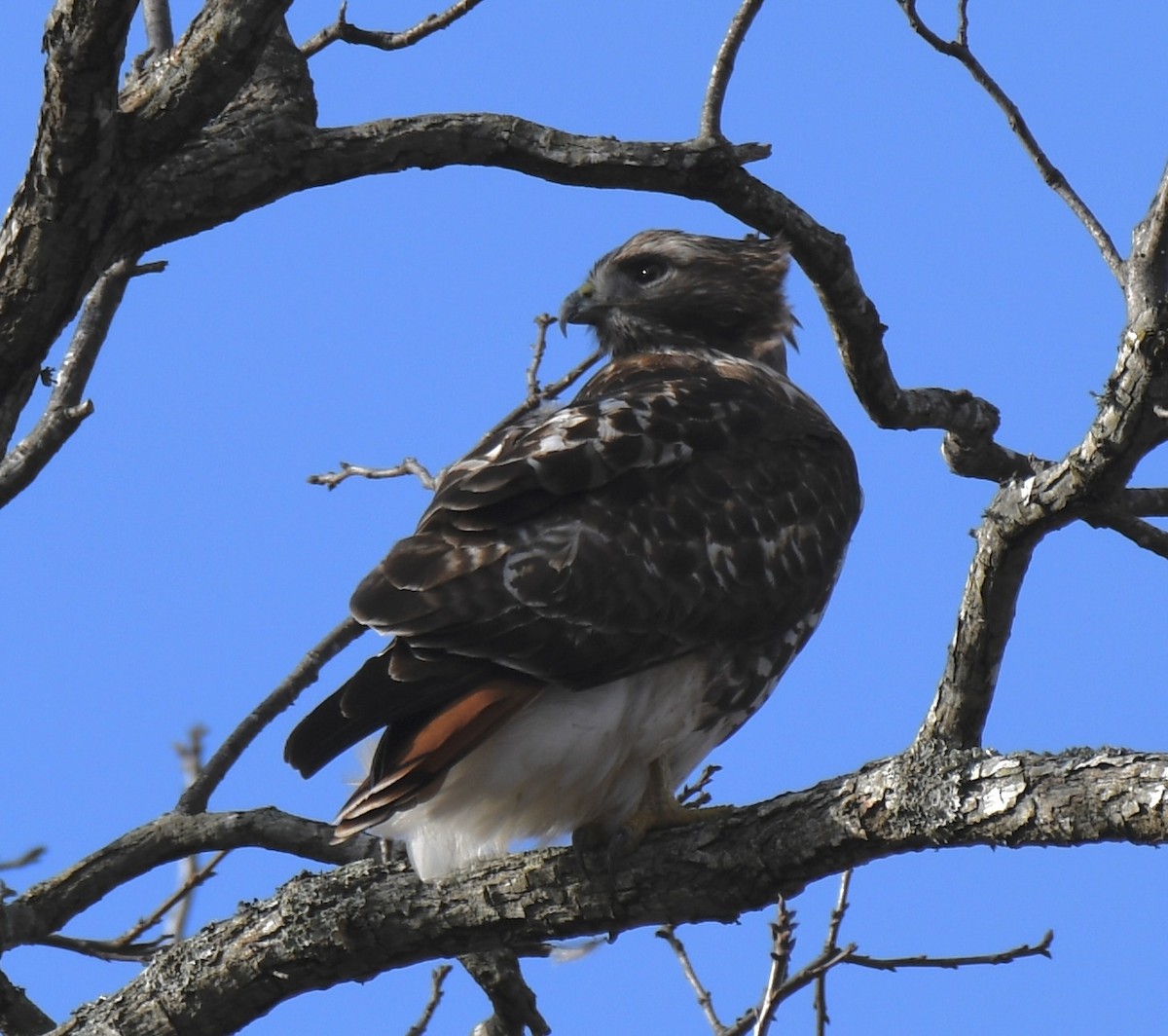 Red-tailed Hawk - ML398231001