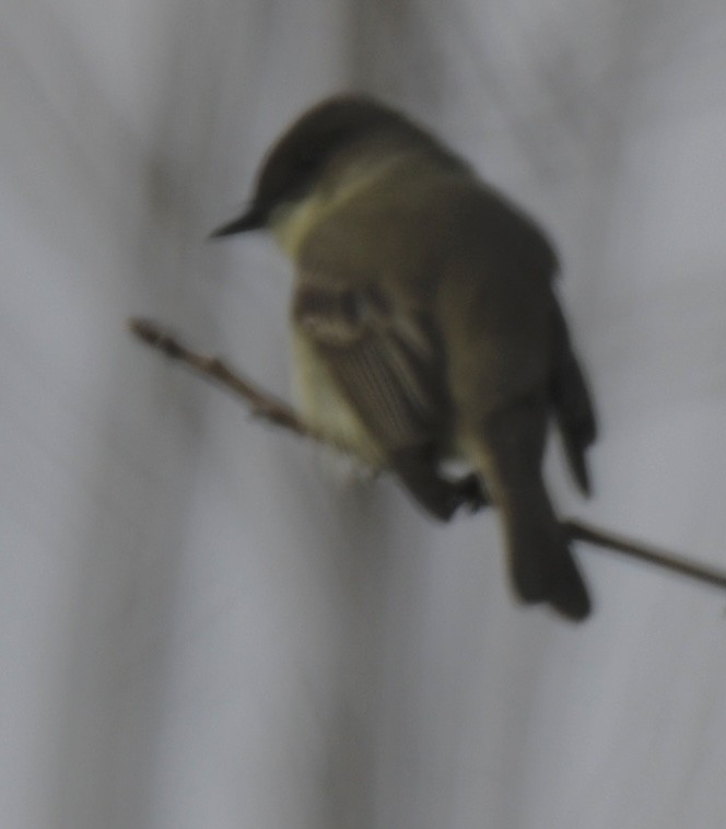 Eastern Phoebe - ML398231141