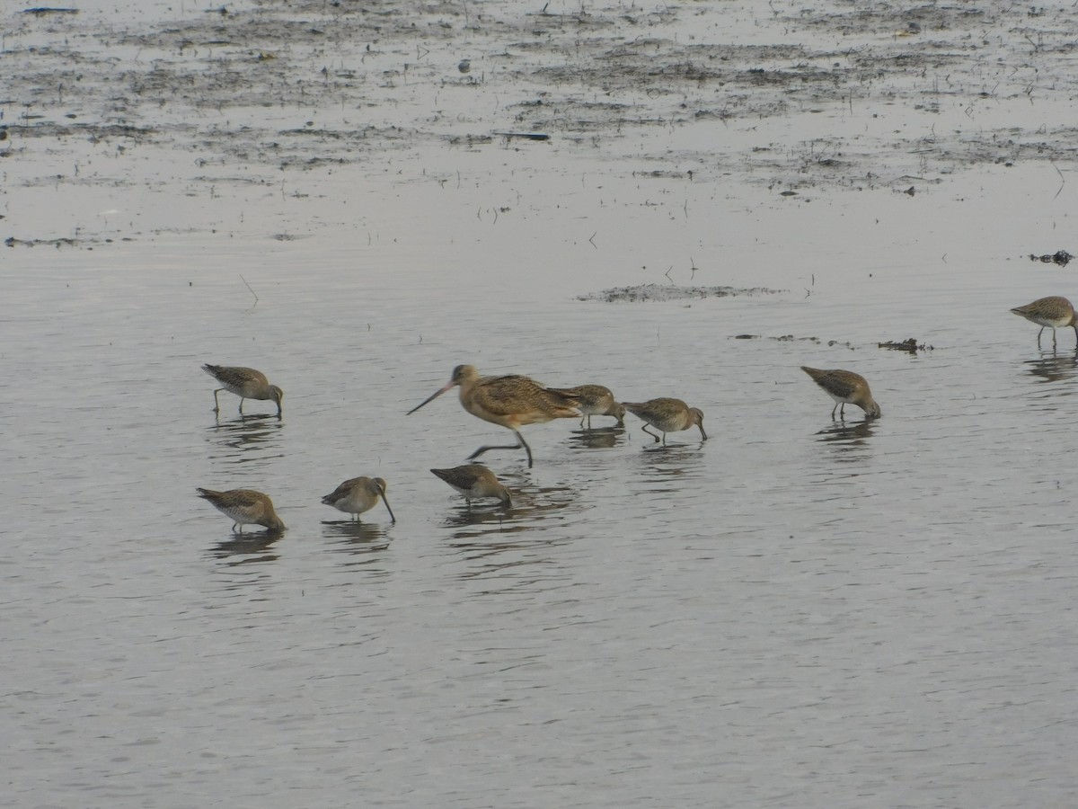 Marbled Godwit - ML398231471