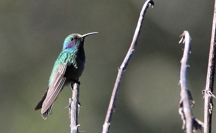 Colibrí Oreja Violeta Mexicano - ML398231581