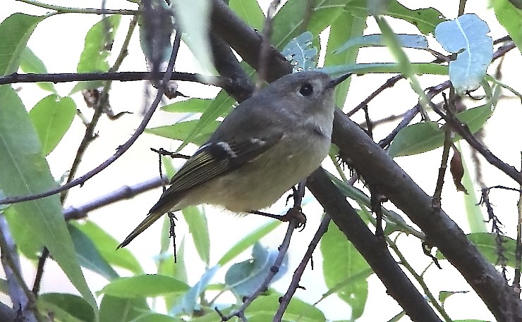 מלכילון אמריקני - ML398232031