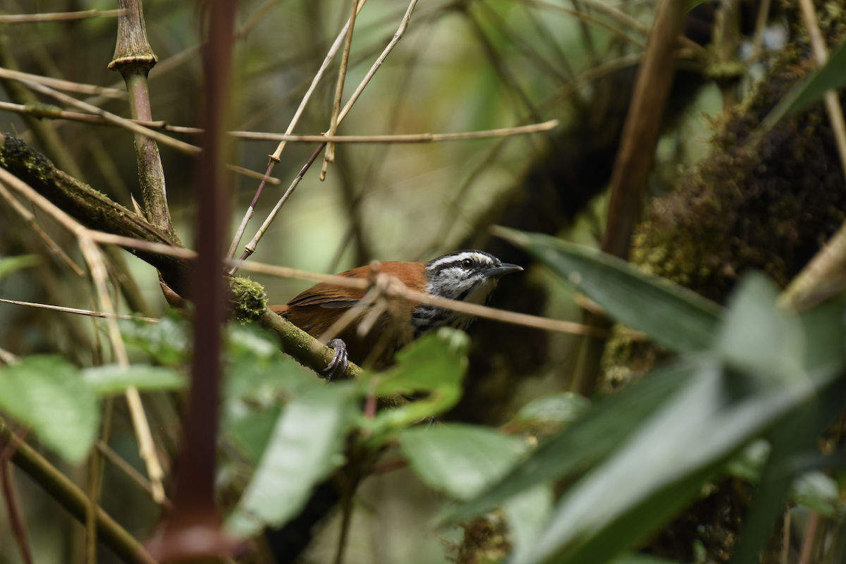 Inca Wren - ML398232151