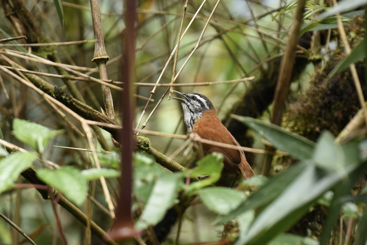 Inca Wren - ML398232191