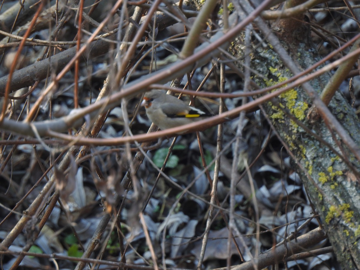 European Goldfinch - ML398232351