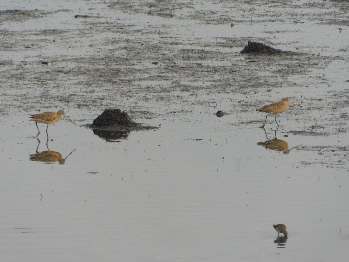 Marbled Godwit - ML398232371