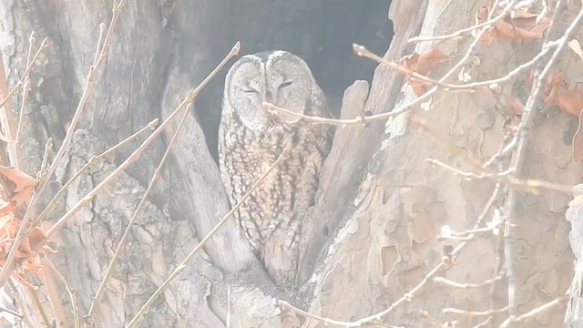 Tawny Owl - ML398232651