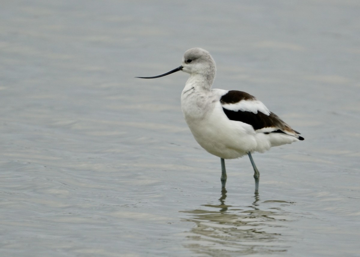 American Avocet - ML398232751