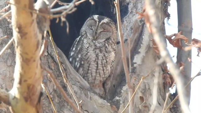 Tawny Owl - ML398233161