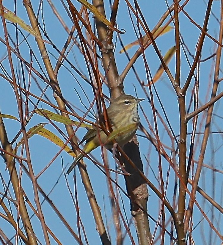 Palm Warbler - Charles Lyon