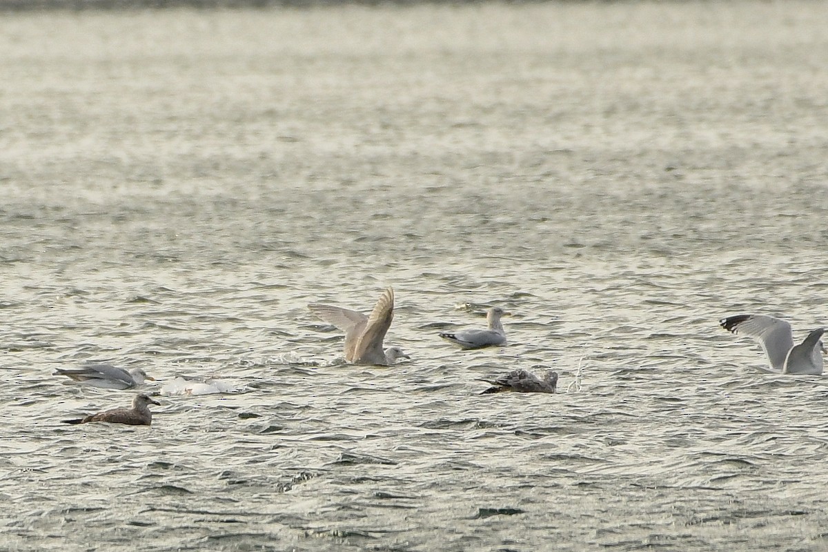 Glaucous Gull - ML398233601