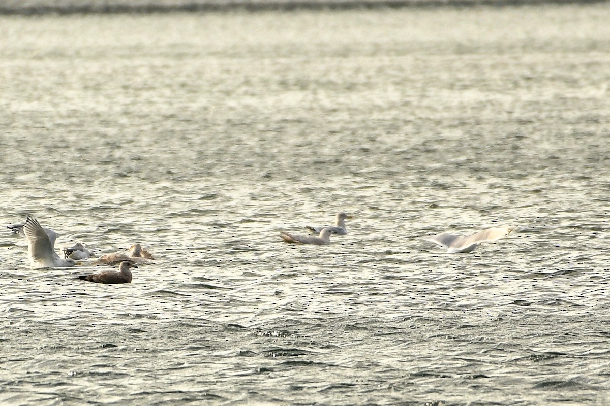 Glaucous Gull - ML398233621