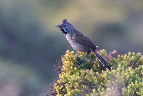 Western Whipbird - ML398234321