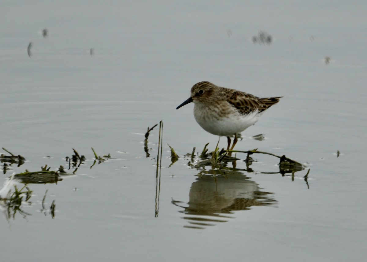 Least Sandpiper - ML398234501