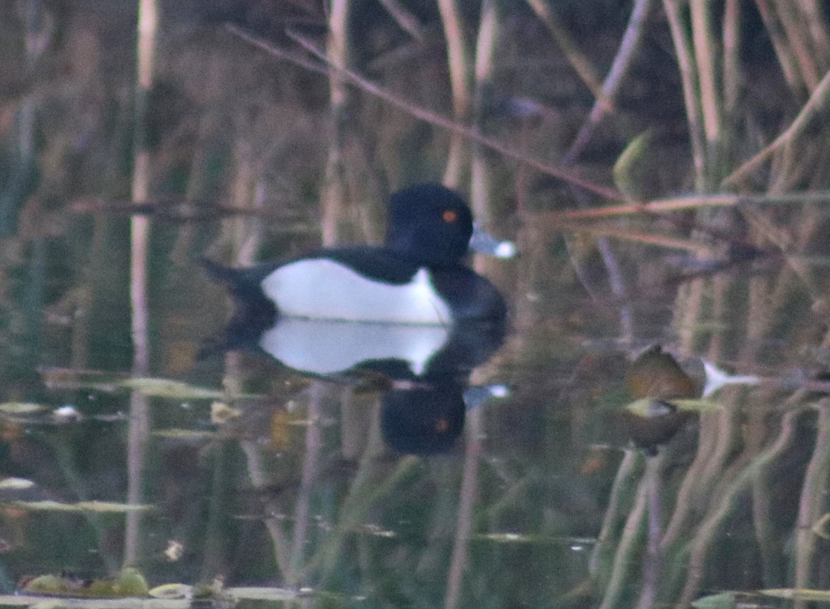 Ring-necked Duck - Terry Lang