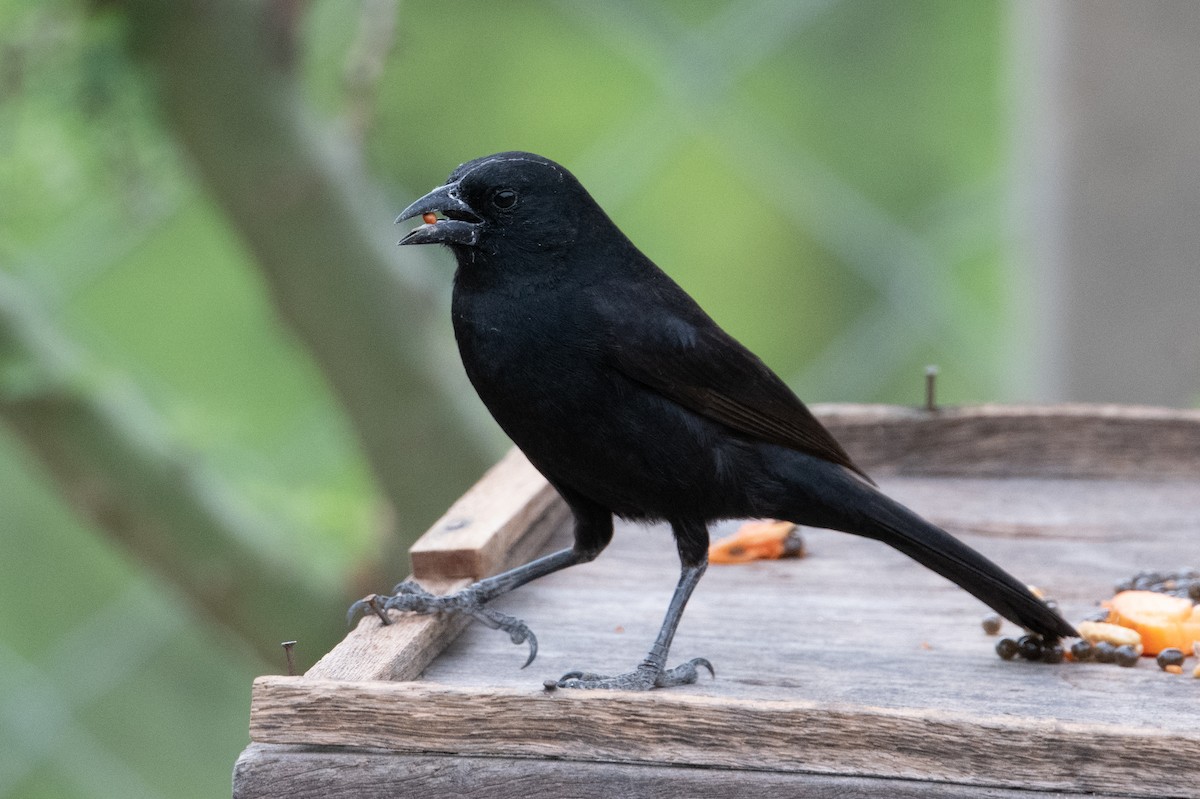 Bolivian Blackbird - John C. Mittermeier