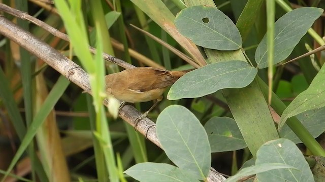 Common Reed Warbler (African) - ML398237651