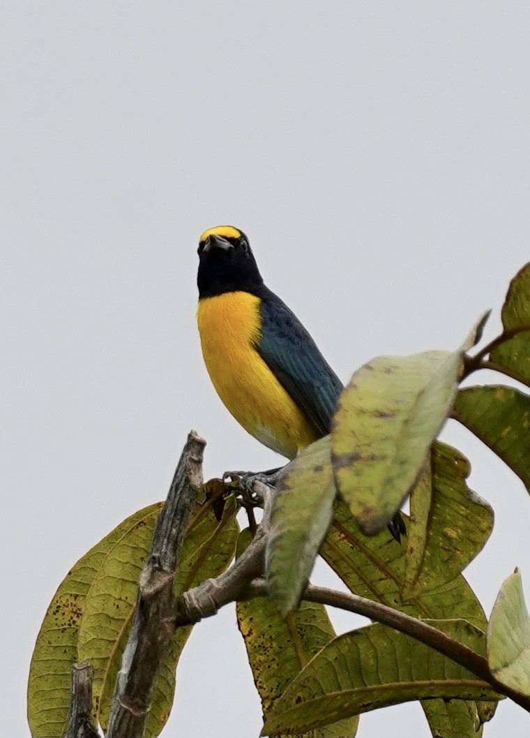 White-vented Euphonia - ML398238111