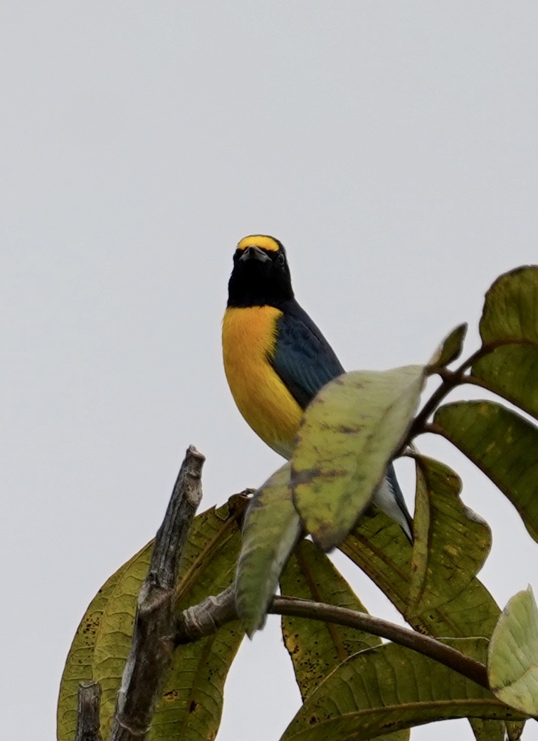 White-vented Euphonia - ML398238131