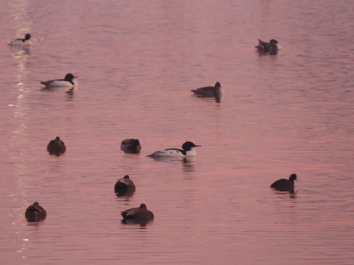 Common Merganser - Chris Blaes