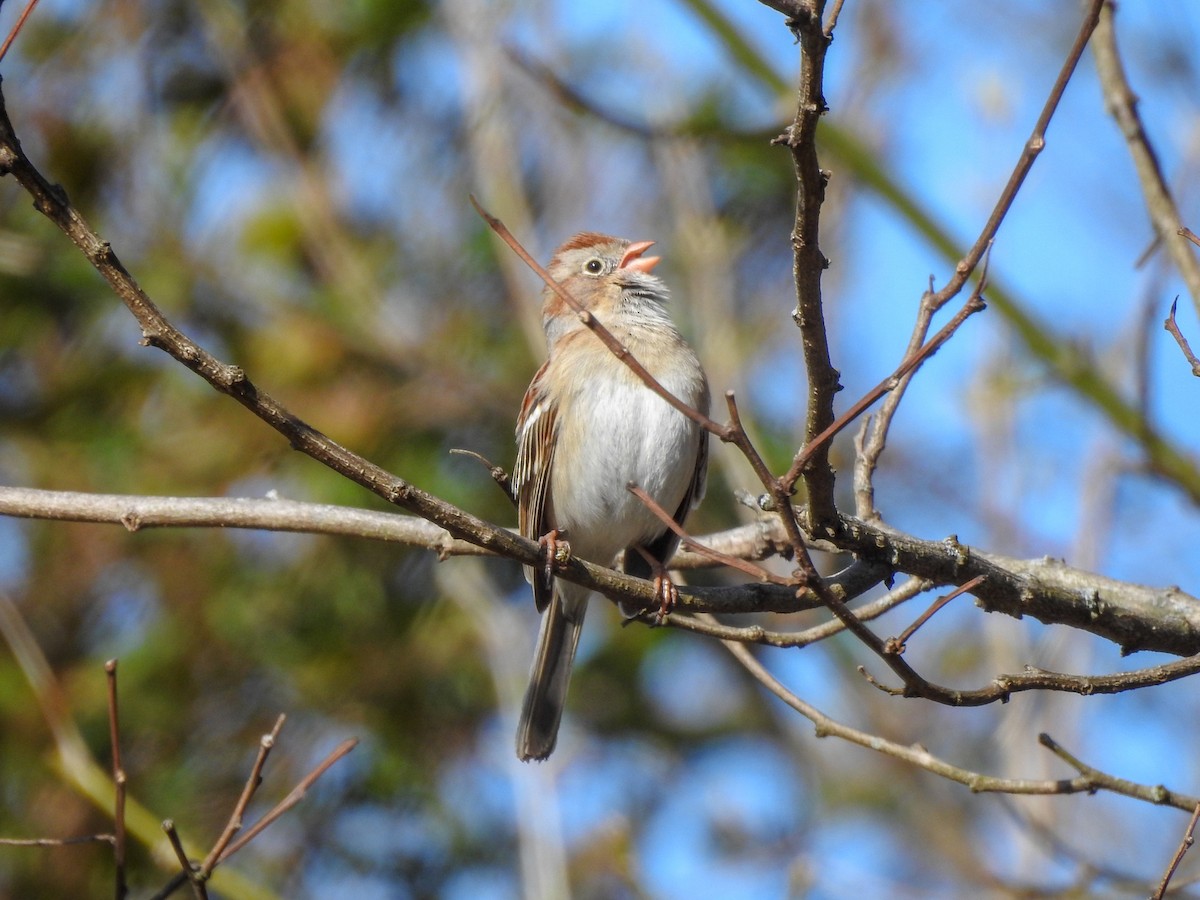 Field Sparrow - ML398238811