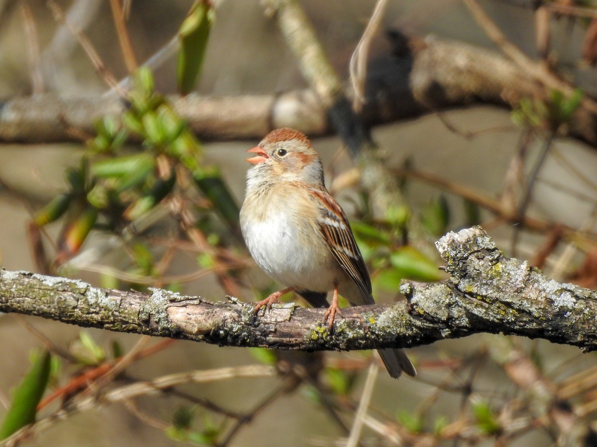 Field Sparrow - ML398238821