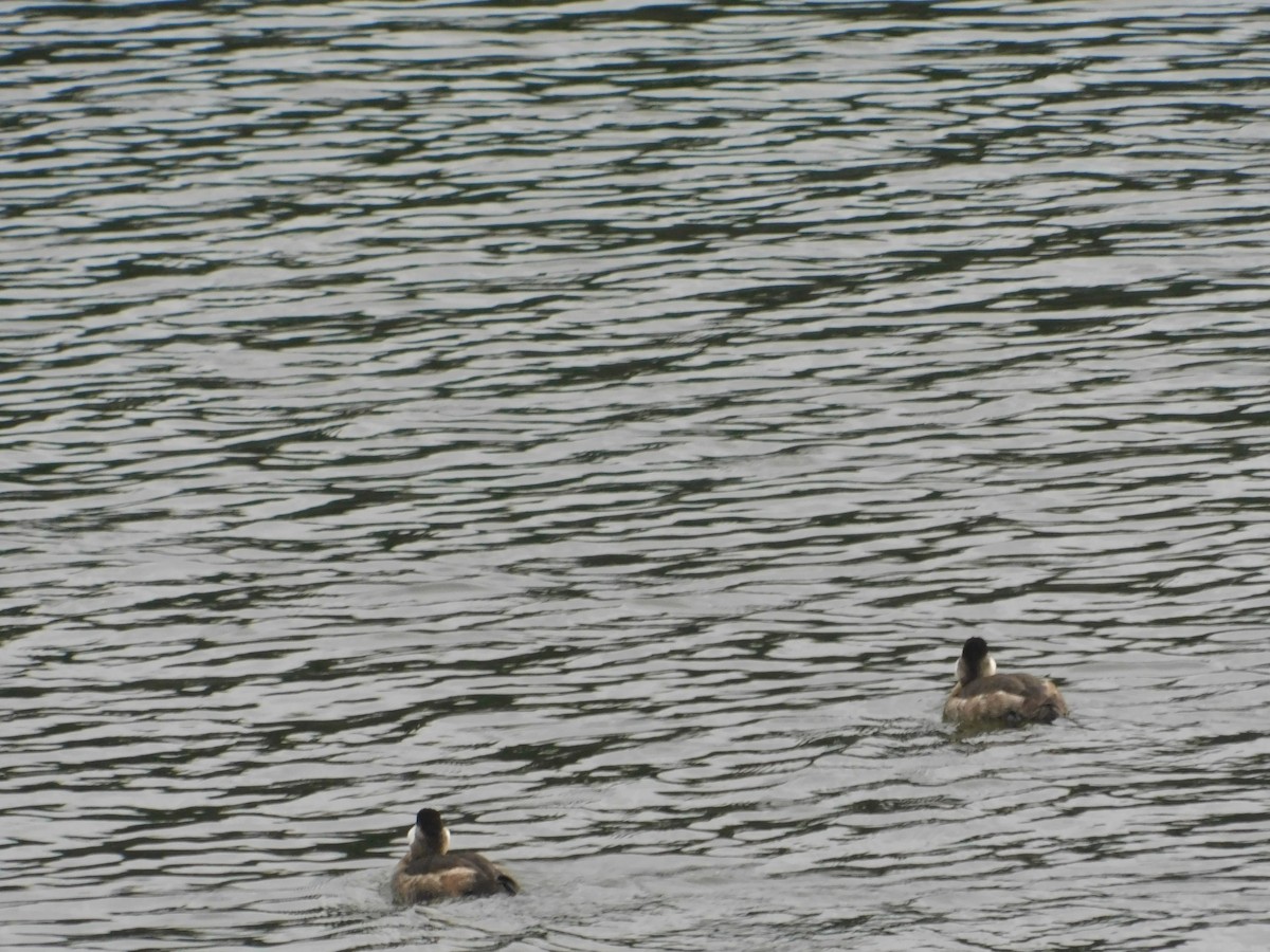 Ruddy Duck - ML398240331