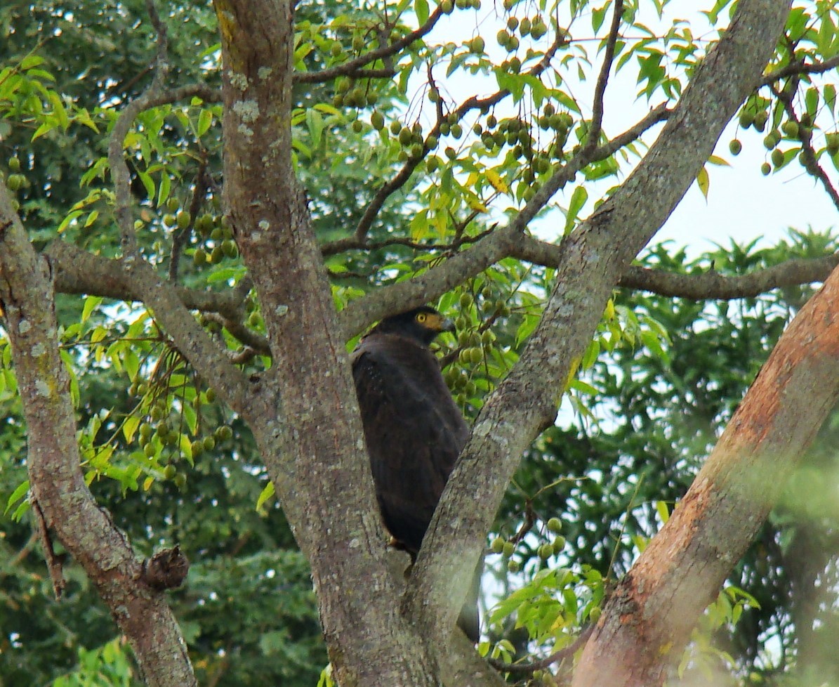 Crested Serpent-Eagle - ML398240551