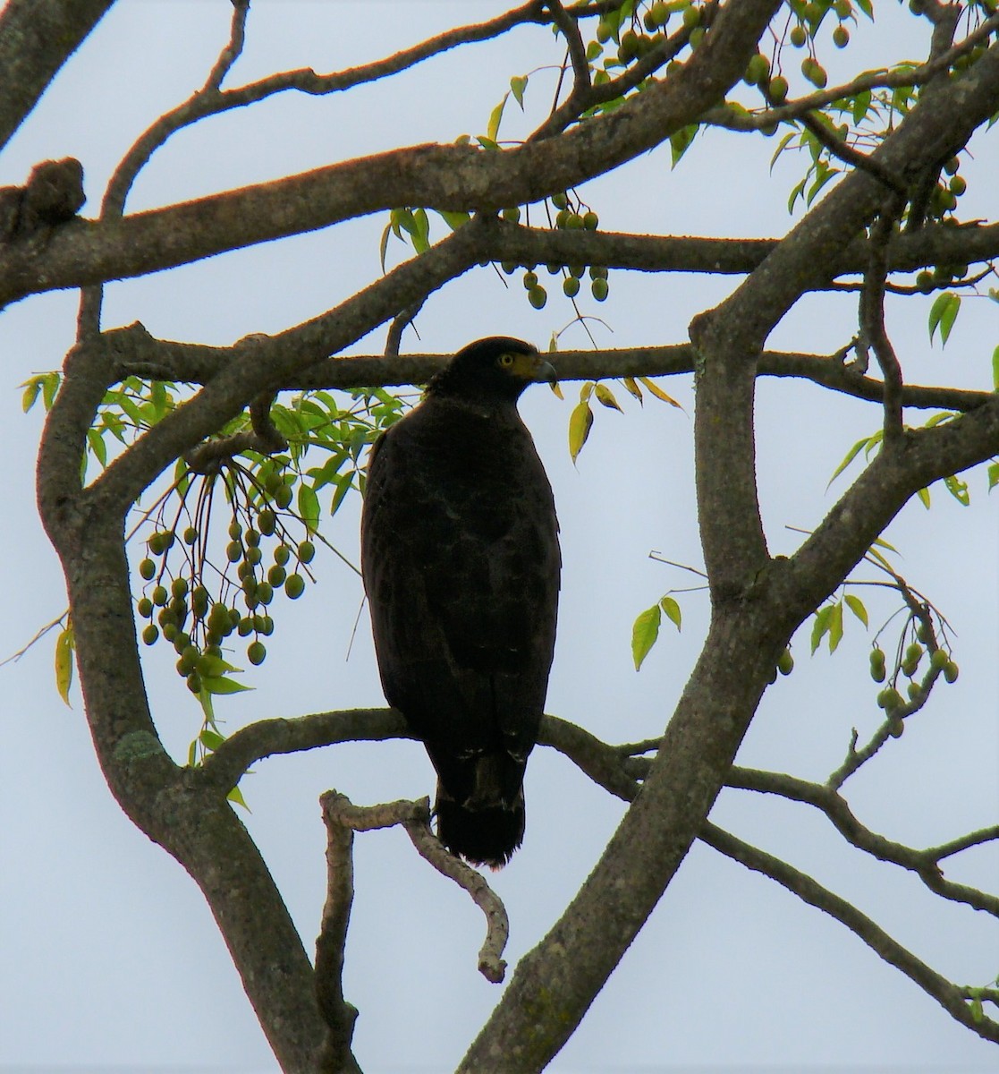 Crested Serpent-Eagle - ML398240561