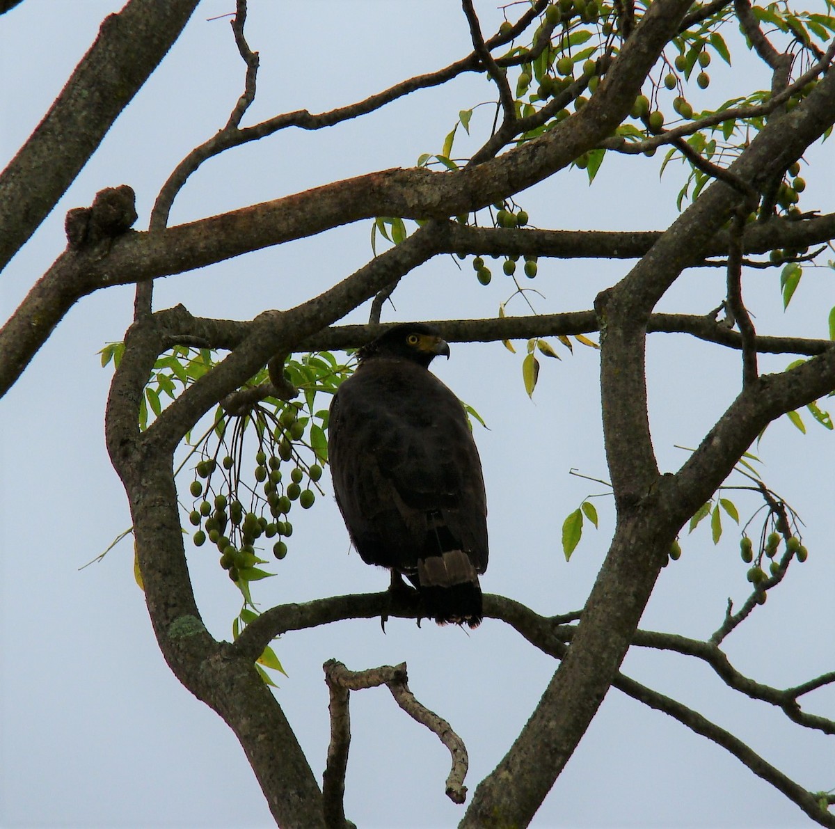 Crested Serpent-Eagle - ML398240571