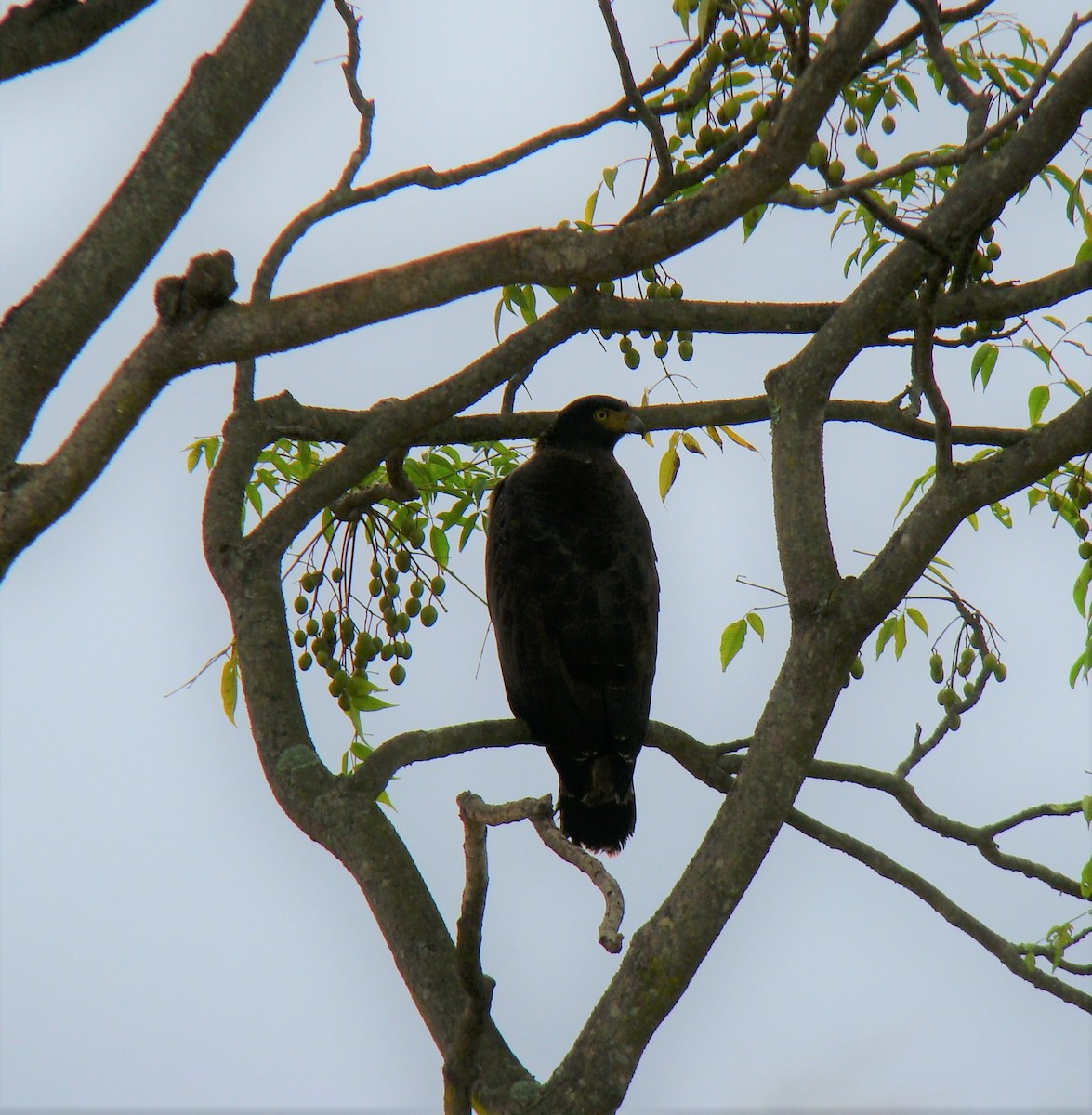 Crested Serpent-Eagle - ML398240581