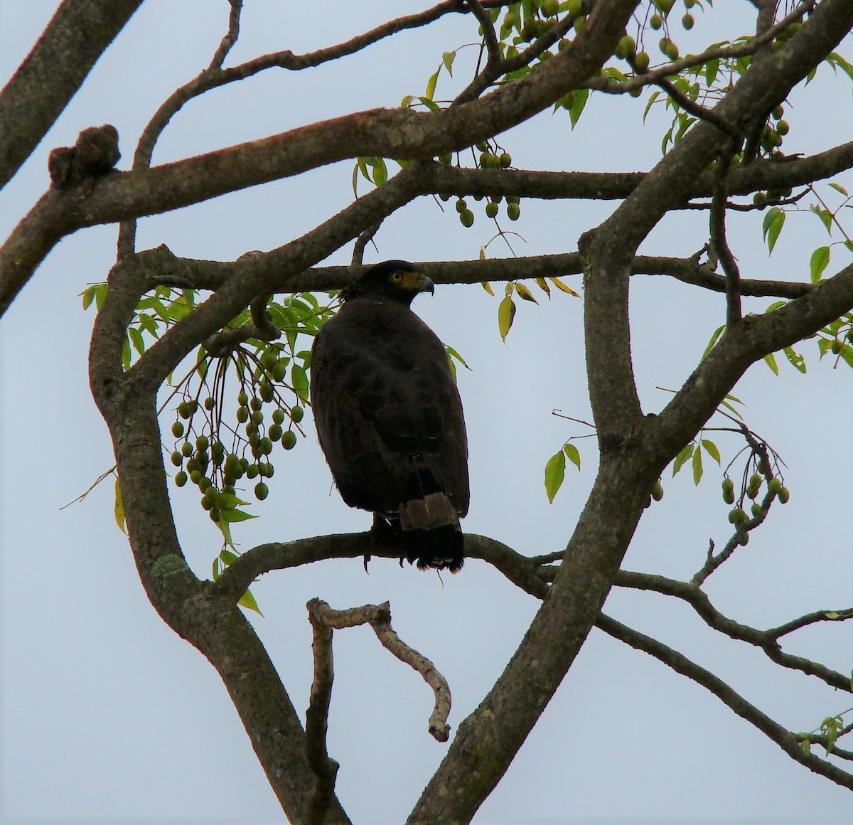 Crested Serpent-Eagle - ML398240591