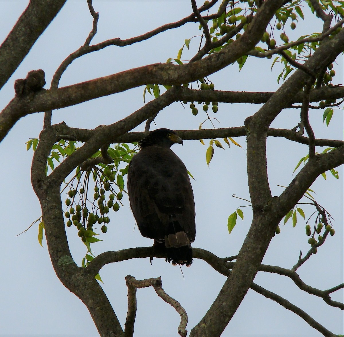 Crested Serpent-Eagle - ML398240651
